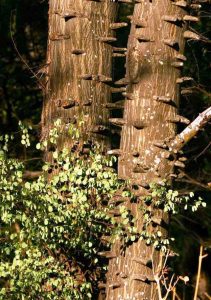 Acacia nigrescens. Photo: Bart Wursten. Source: Flora of Zimbabwe