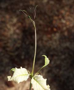 Cladostemon kirkii flower – Photo Mark Hyd