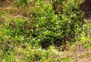Jasminum stenolobum Photo: Bart Wursten. Source: Flora of Zimbabwe