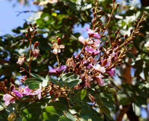 Baikiaea plurijuga. Photo: Bart Wursten. Source: Flora of Zimbabwe