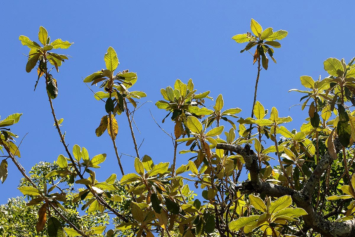 100-tree-society-of-zimbabwe