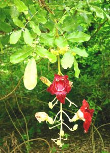 Kigelia africana. Photo: Bart Wursten. Source: Flora of Zimbabwe