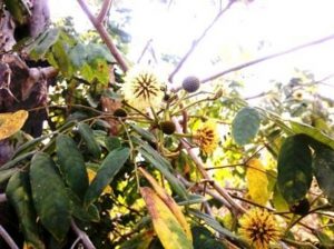 Xylia torreana. Photo: Bart Wursten. Source: Flora of Zimbabwe