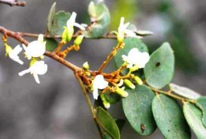 Dalbergia nitidula. Photo: Bart Wursten. Source: Flora of Zimbabwe