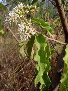 Vernonia amygdalina. Photo: Bart Wursten. Source: Flora of Zimbabwe.