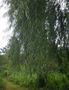 Salix babylonica. Photo: Bart Wursten. Source: Flora of Zimbabwe