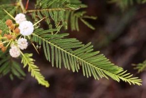 Acacia arenaria. Photo: Bart Wursten. Source: Flora of Zimbabwe