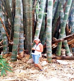 Julie in front of the giant bamboo. Photo: Julie Stevenson