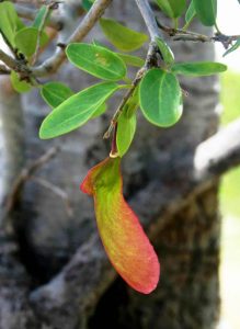 Securidaca longepedunculata. Photo: Bart Wusten. Source: Flora of Zimbabwe