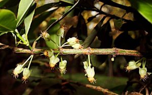 Garcinia livingstonei. Photo: Mark Hyde. Source: Flora of Zimbabwe