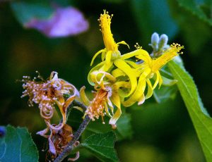 Grewia flavescens var.clukondae. Photo: Bart Wursten. Source: Flora of Zimbabwe