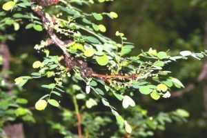Phyllanthus engleri. Photo: Bart Wursten. Source: Flora of Zimbabwe