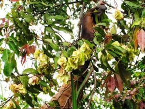 Pterleopsis anisortera. Photo: Jos Stevens. Source: Flora of Zimbabwe