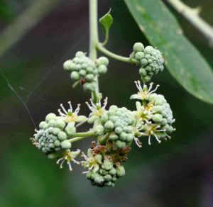 Boscia angustifolia. Photo: Bart Wursten. Source: Flora of Zimbabwe