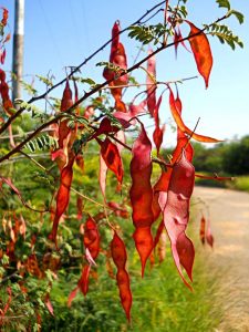Acacia chariessa. Photo: L.E. Lauritsen. Source: Flora of Zimbabwe