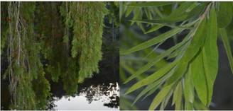 Callistemon viminalis branches & leaves Photos by Ryan Truscott