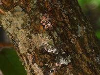 Bark of Croton megalocarpus. Photo: Ryan Truscott