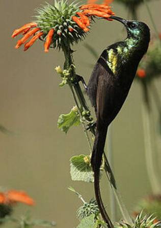 Bronze sunbird Photo by Steve Garvie (Wikimedia Commons)