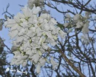 White Jacaranda Flowers Photo by Dave Hartung