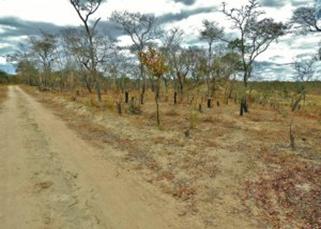 More evidence. Can this recover with careful Farmer Managed Natural Regeneration?? Photo – Ian Riddell