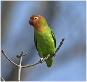 Lilians lovebirds are endemic to mopane woodlands. Photo lip kee. Wikimedia commons