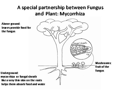 Partnership between Fungus and a Plant