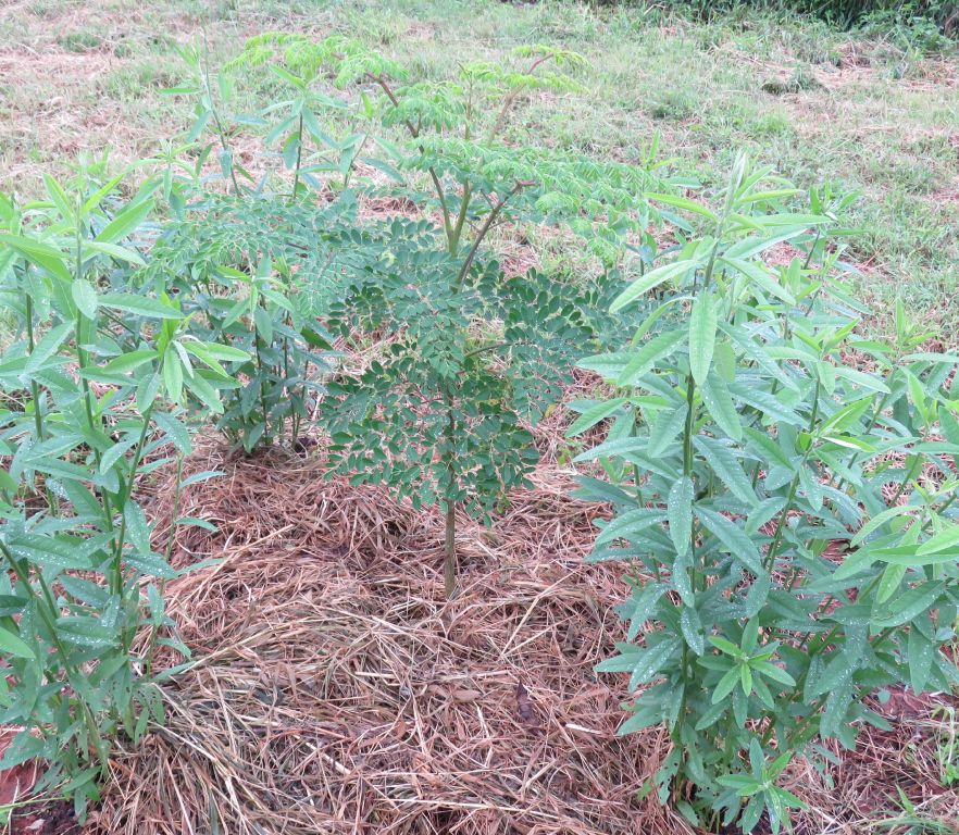 Moringa responding to managed, forced competition from sunhemp Photo Rob Jarvis