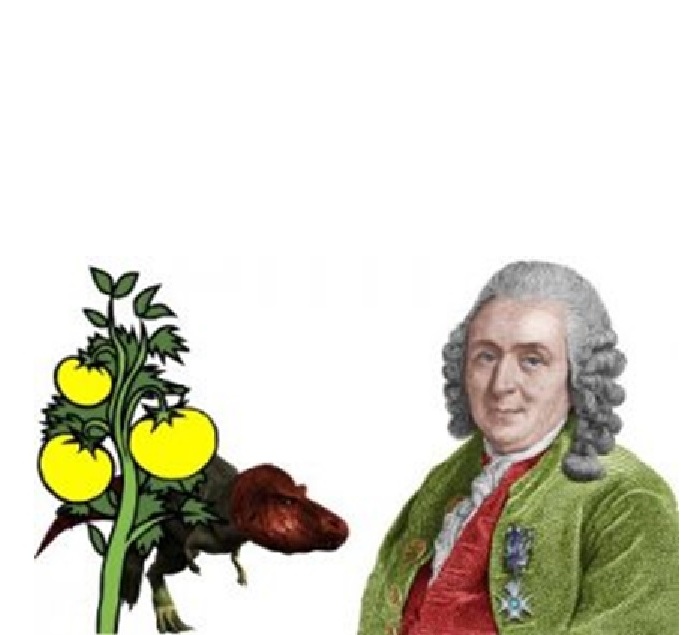 Prof. Carl Linnaeus. Photo: Wikipedia