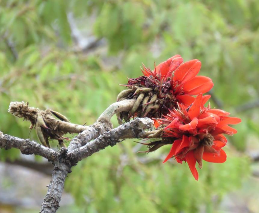 Inflorescence of Erythrina lysistemon Photo by Rob Jarvis