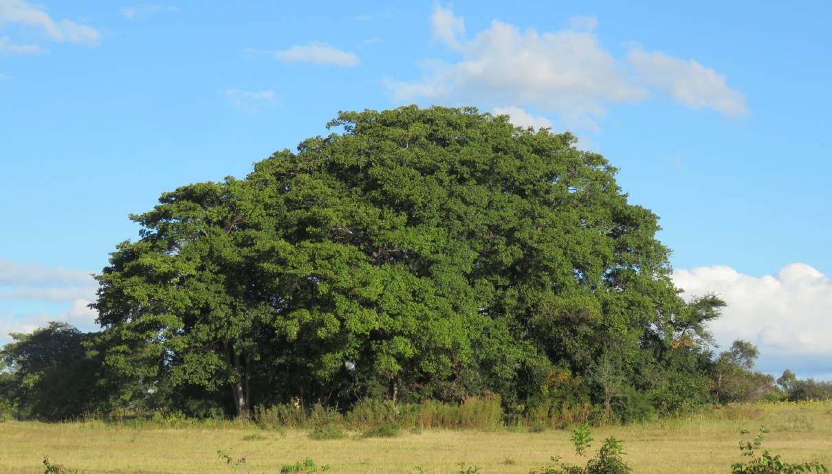 514 - Tree Society of Zimbabwe