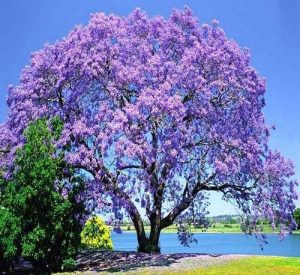 Jacaranda tree Source: pinterest.com