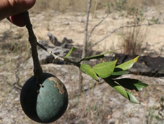 Bluish fruit of Strychnos pungens Photo Mark Hyde