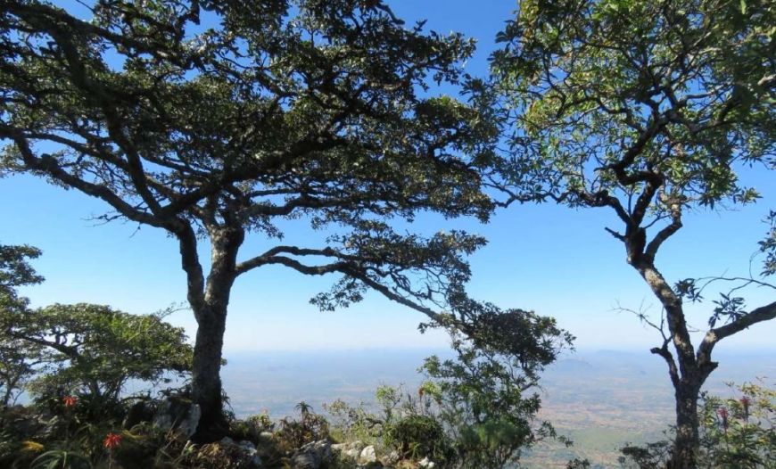 Brachystegia woodland on the summit of Buchwa Mountain looking south. Photo: Rob Jarvis