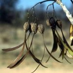 Gyrocarpus americanus, propeller pods. Photo: Meg Coates Palgrave. Source: Flora of Zimbabwe