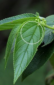Trema orientale