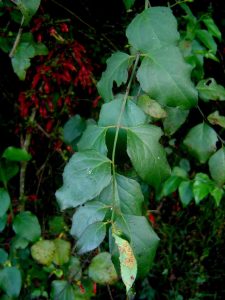 Halleria lucida leaves Photo: Bart Wursten, Fern garden, Ndundu Lodge, Vumba. Source: Flora of Zimbabwe
