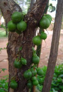 Halleria lucida fruit Photo: Bart Wursten, Mukuvisi Woodland. Source: Flora of Zimbabwe