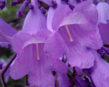 Jacaranda flowers Photo by Bart Wursten