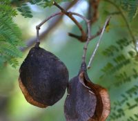 Jacaranda pods Photo by Bart Wursten