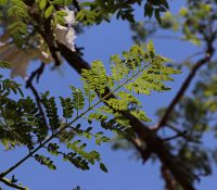 Jacaranda leaf Photo by Mark Hyde