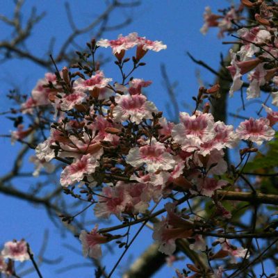 White Jacarandas - Tree Society of Zimbabwe