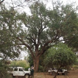 Maerua edulis - Tree Society of Zimbabwe