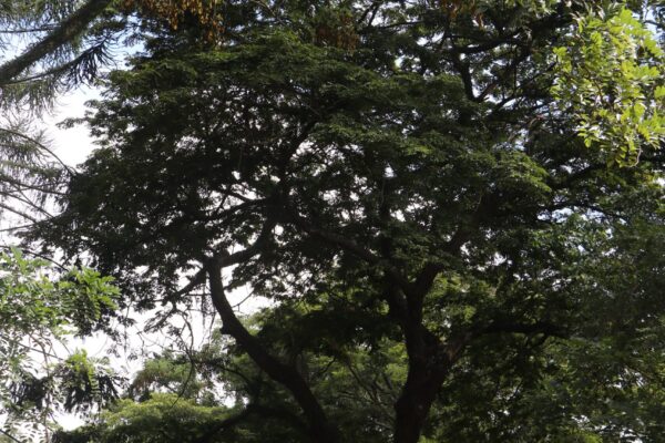 img_0075-u9-whole-tree img_0075-u9-whole-tree