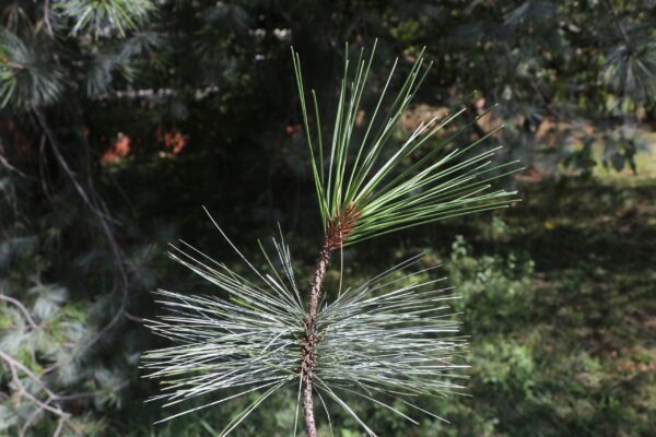 img_0212-u16-pinus-sp.-in-bot-gdns-poss.-cembra img_0212-u16-pinus-sp.-in-bot-gdns-poss.-cembra