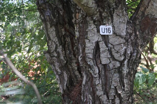 img_0213-u16-pinus-sp.-in-bot-gdns-poss.-cembra img_0213-u16-pinus-sp.-in-bot-gdns-poss.-cembra