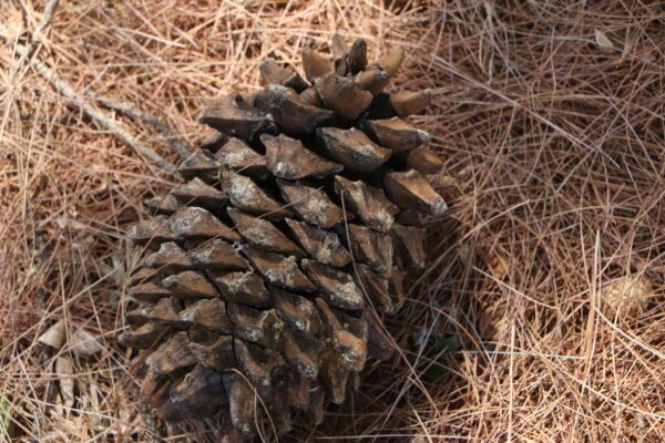 img_5587-unknown-pine_-5-needles-white-beneath-cones-huge img_5587-unknown-pine_-5-needles-white-beneath-cones-huge