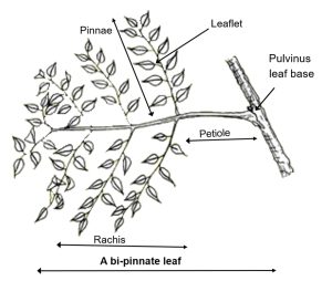 Bi-pinnate leaf structure
