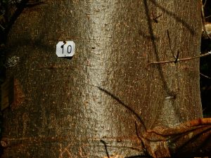 Smooth bark of the baobab