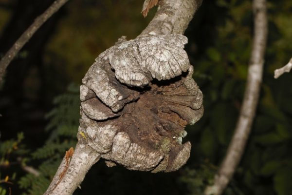 Peltophorum africanum galls