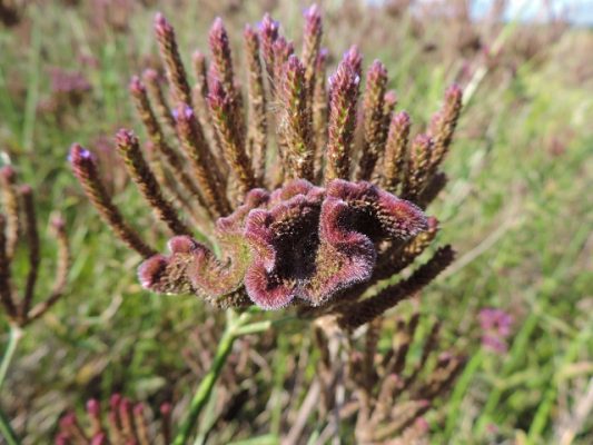 Verbena brasiliensis galls